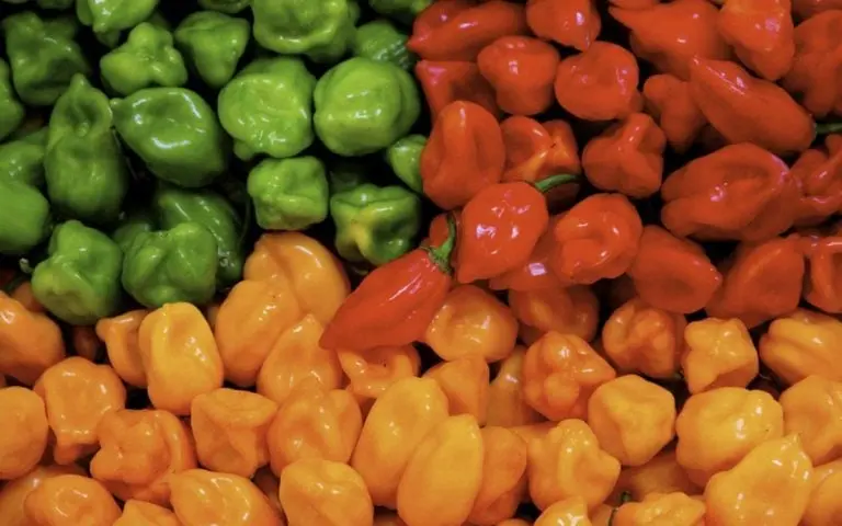 Los tres tipos de chile habanero más conocidos
