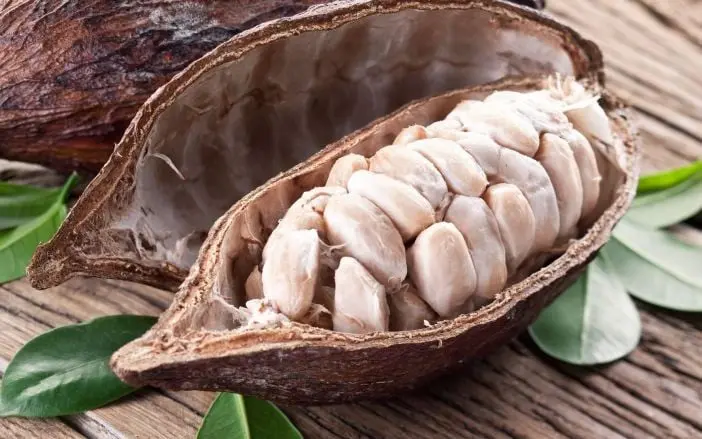 El cacao de Grijalva es la opción más popular para hacer chocolate.