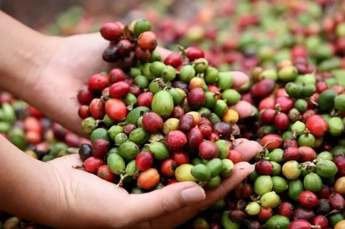 El café de Veracruz es considerado uno de los mejores de México.