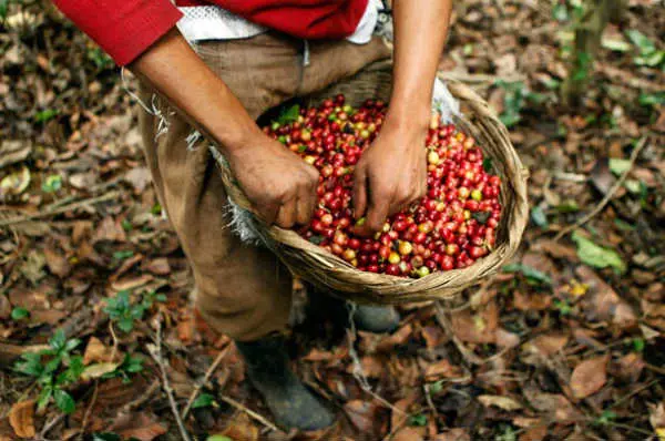 El café de Chiapas cuenta con un reconocimiento en el mundo por su calidad