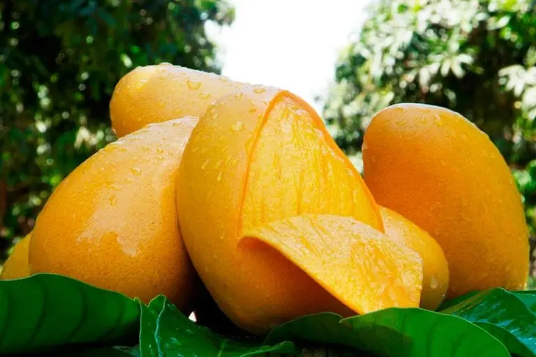 El mango ataulfo es la variedad más conocida en México