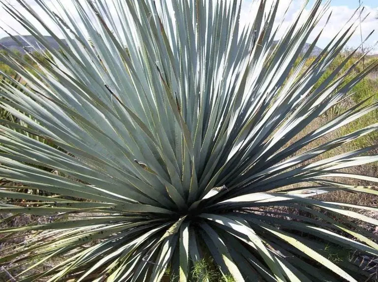 El sotol es una bebida alcohólica poco conocida del norte de México