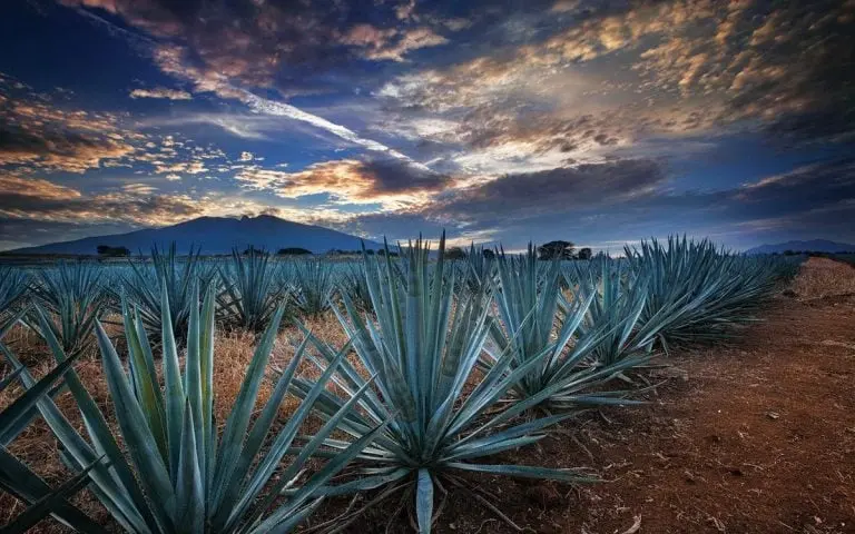 El tequila es la bebida característica de México en el mundo ..