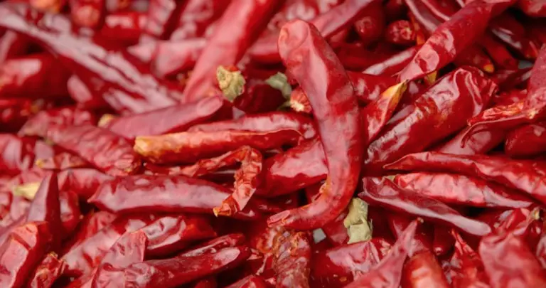 La yahuica es el característico chile seco que se usa para salsas.
