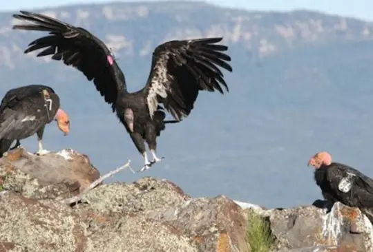 Animales casi extintos, y que México logró regresar a la naturaleza