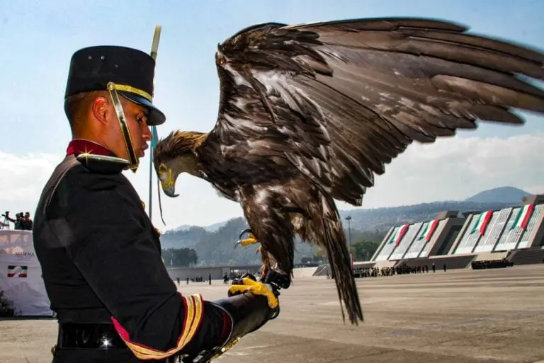 Aguila real, animal nacional de México