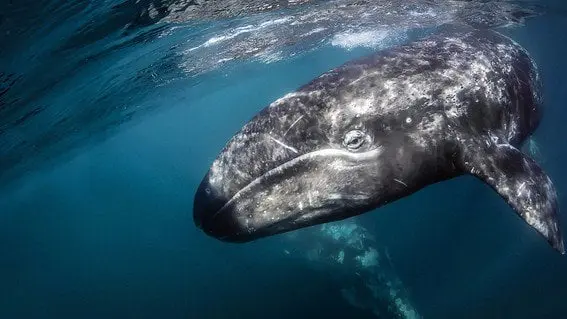 Ballena gris nadando sobre las cosas de Baja California