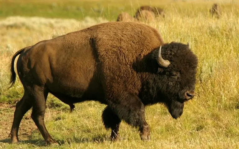 Bisonte americano regresando a una reserva en Chihuahua