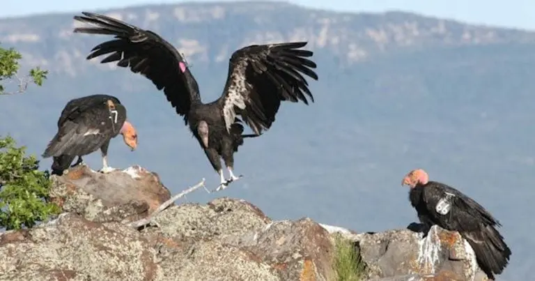 Condor californiano en su hábitat natural