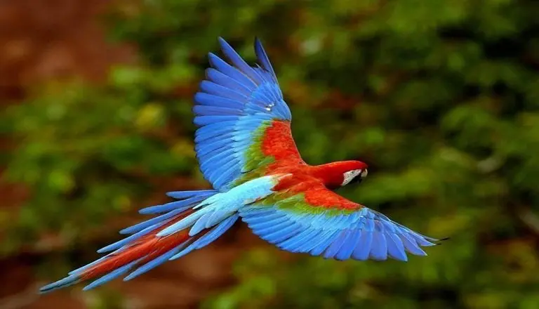 Guacamaya roja sobrevolando la selva