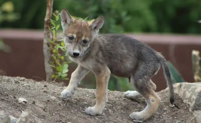 Un cachorro de lobo mexicano en reserva natural al norte de México