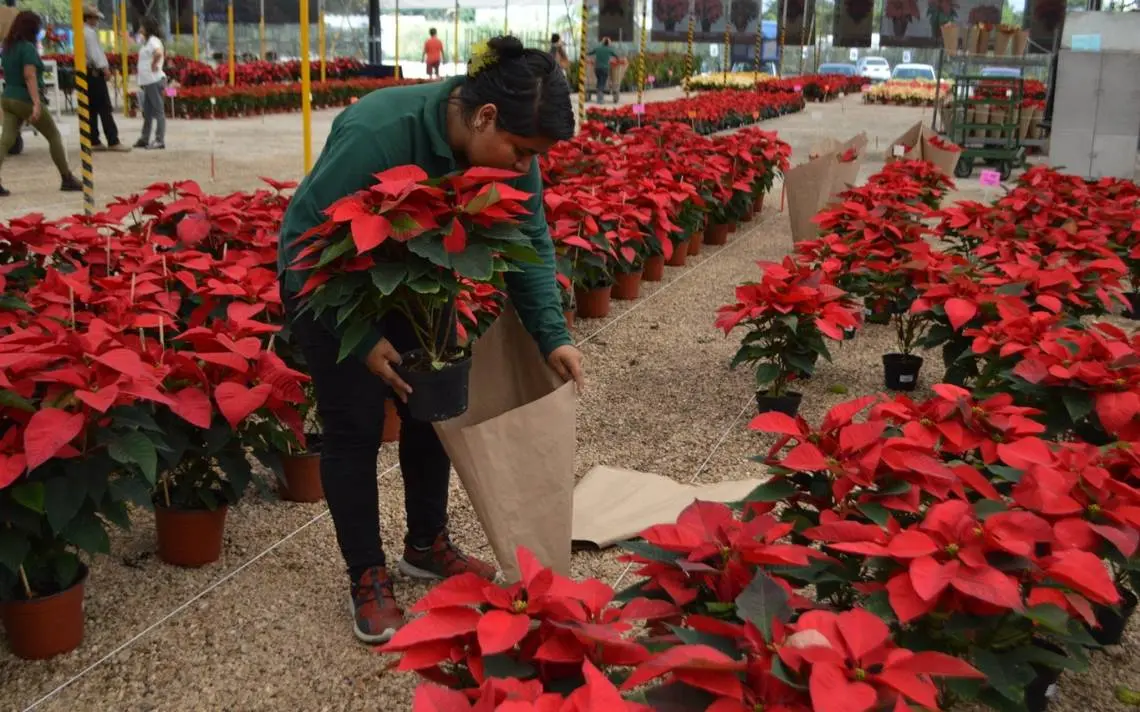 La nochebuena en fiestas decembrinas
