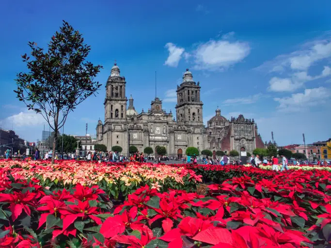 Nochebuenas en zócalo capitalino