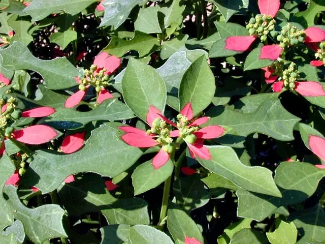 Flor de nochebuena silvestre