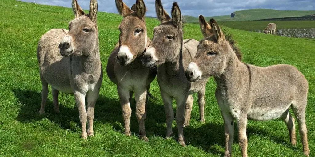 Grupo de burros en un campo abierto