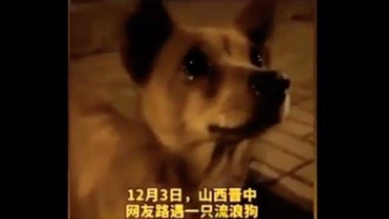 Perrito llorando por comida se vuelve viral