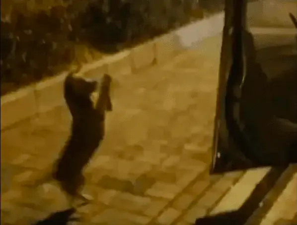 Perrito llorando por comida se vuelve viral