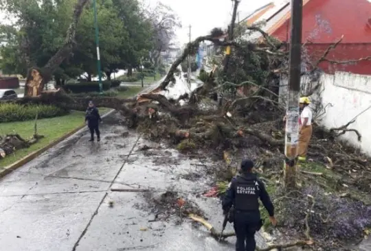 Fuertes vientos azotan CDMX; hay lonas y árboles caídos