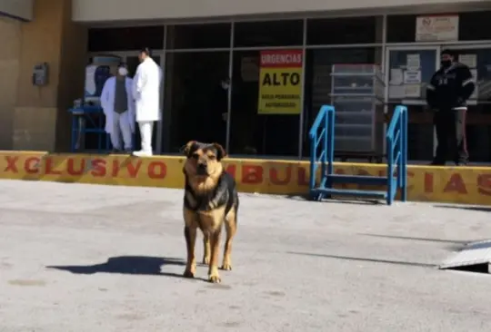 Covito, el perro que esperó a su dueño fallecido afuera de un hospital