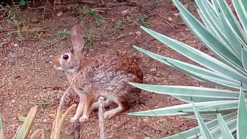 Vacunarán a los conejos en Texcoco (invides.com.mx)