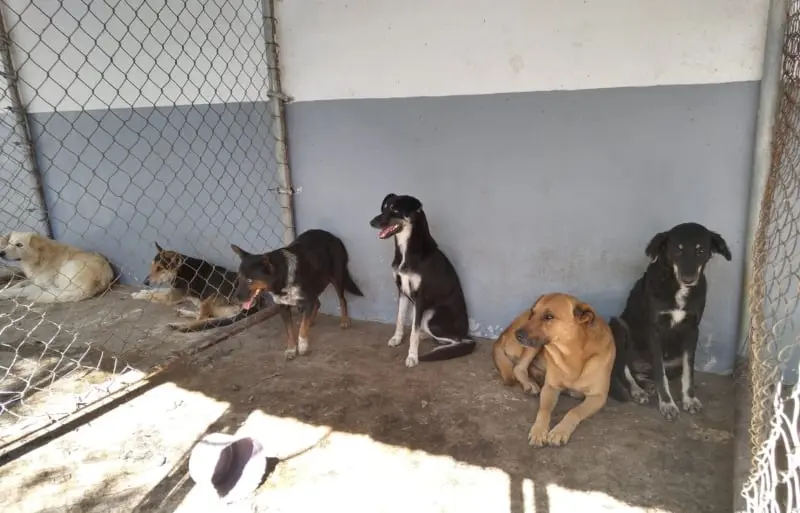 Erróneamente son abandonados por el Covid-19 (udg.tv)