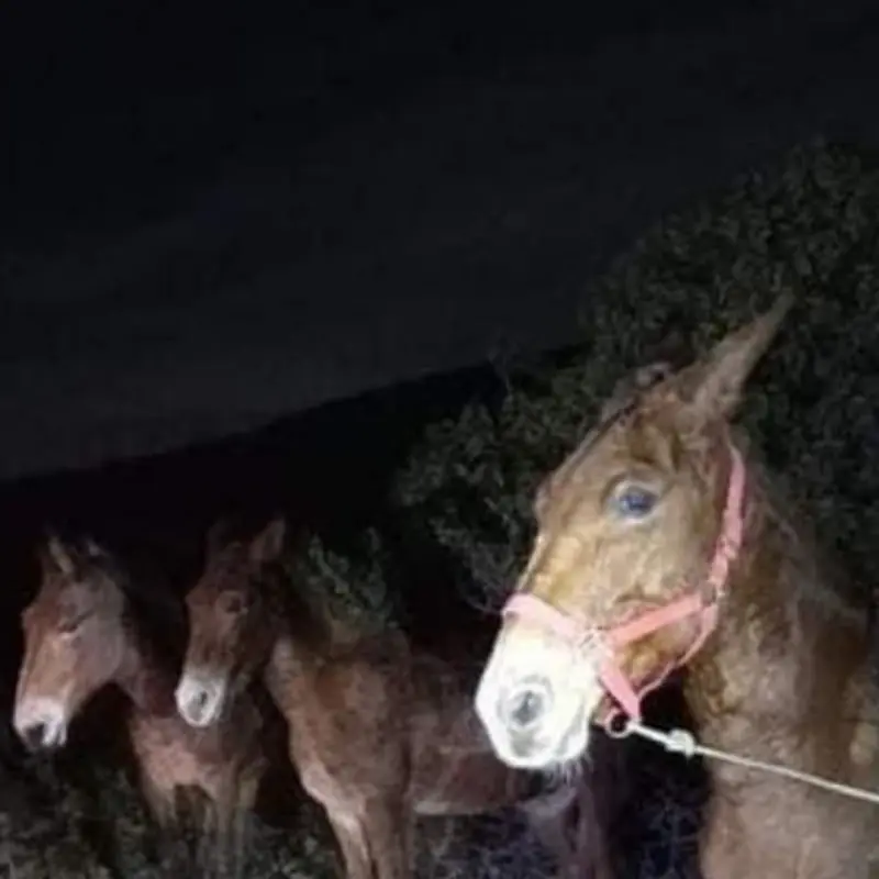 Los burros fueron remitidos a la Fiscalía (@alec_diaz_)