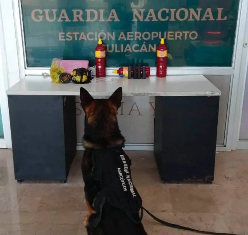 La GN se apoya en binomios caninos (@GN_MEXICO_)