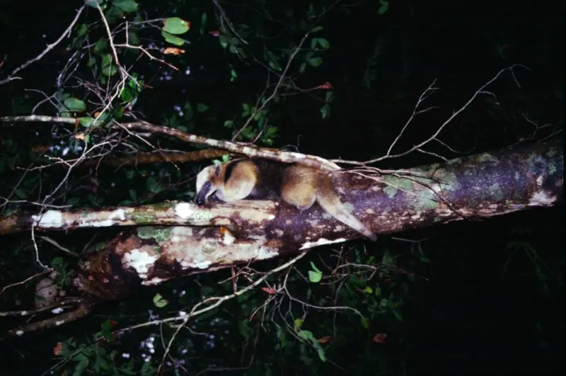 El oso hormiguero no suele atacar a personas (@CONANP_mx)