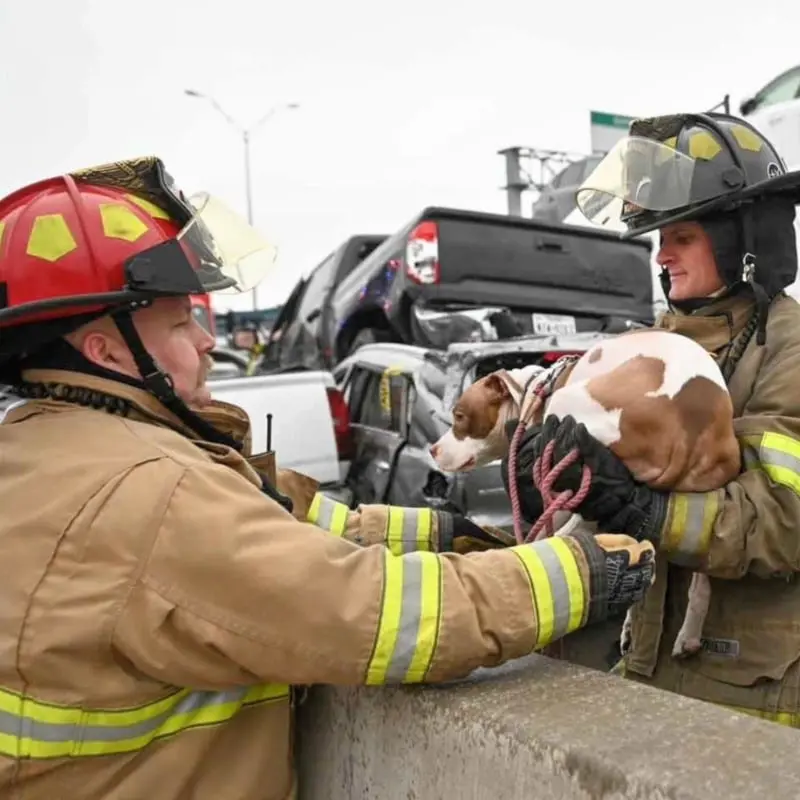 Salvaron a un perro de entre los escombros (FB: FWFD)