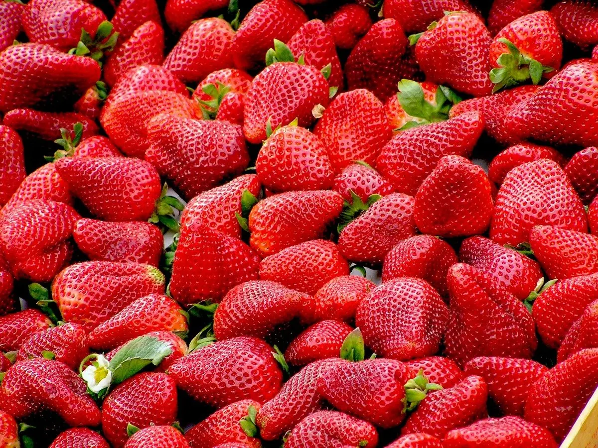 En México se producen cerca de 205 millones de toneladas de fresa al año