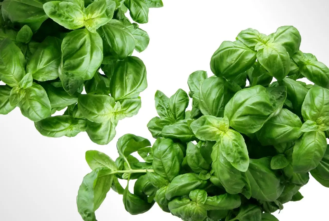 El Albahaca es un excelente repelente