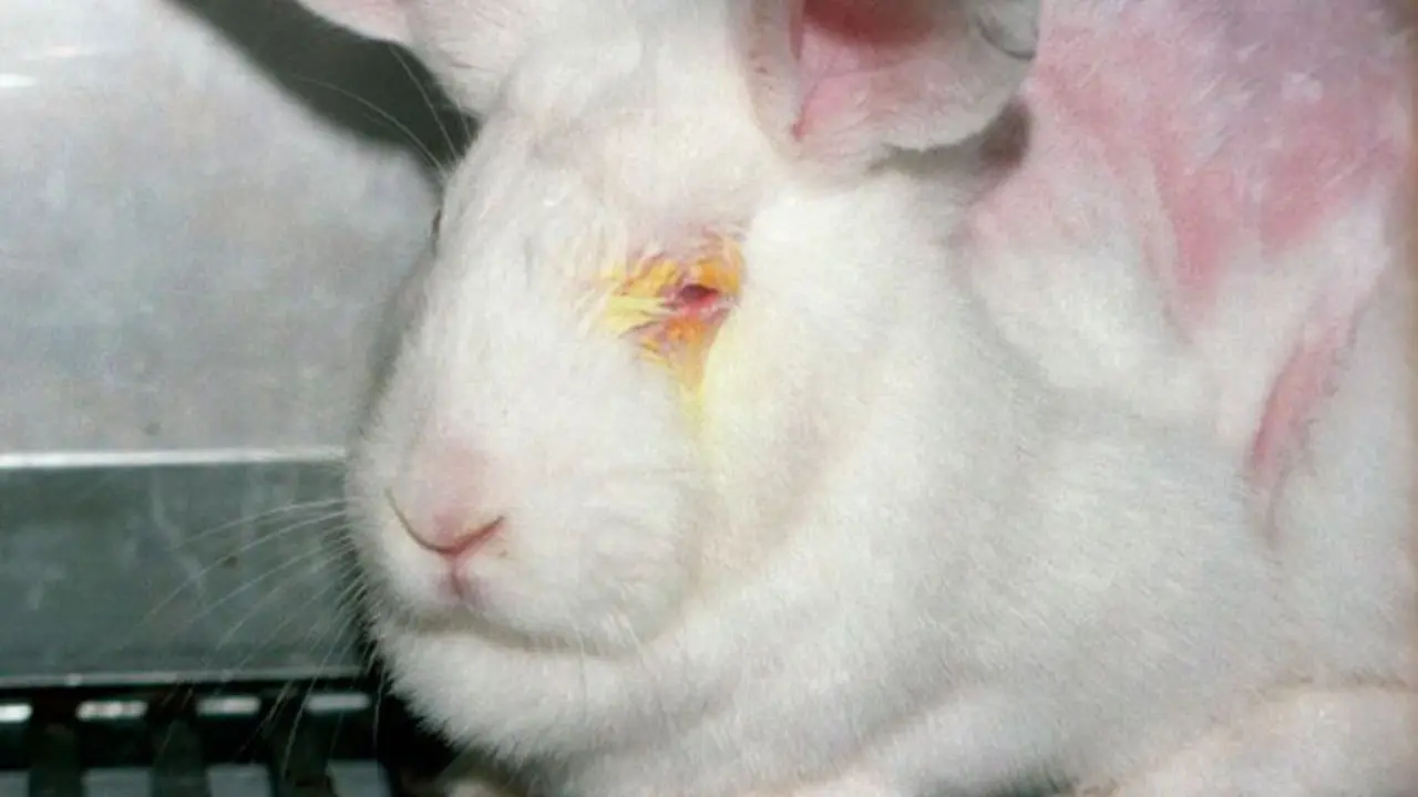 Empresas que realizan pruebas en animales. Foto: petalatino.com