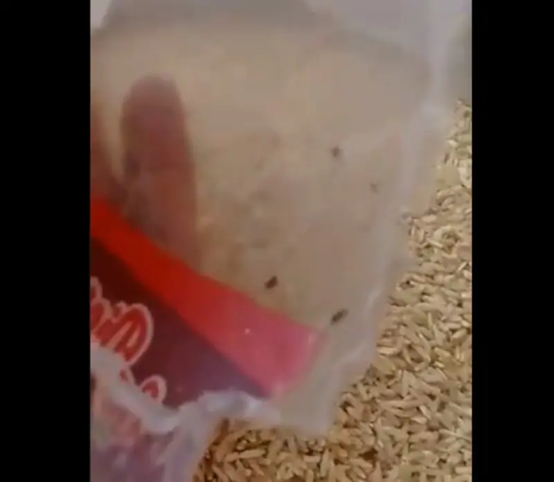 Los insectos son una plaga (@GuillermoBGR)