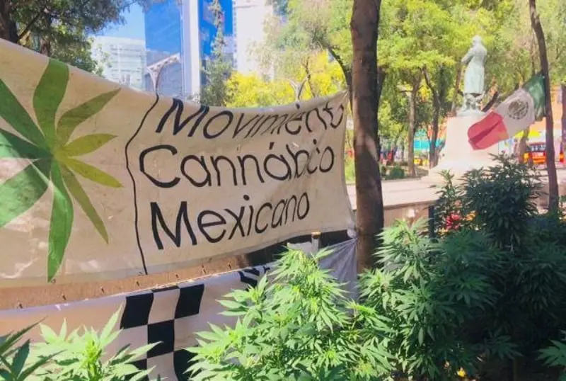 Se espera la discusión en el Senado (FB: Movimiento Cannábico Mexicano)