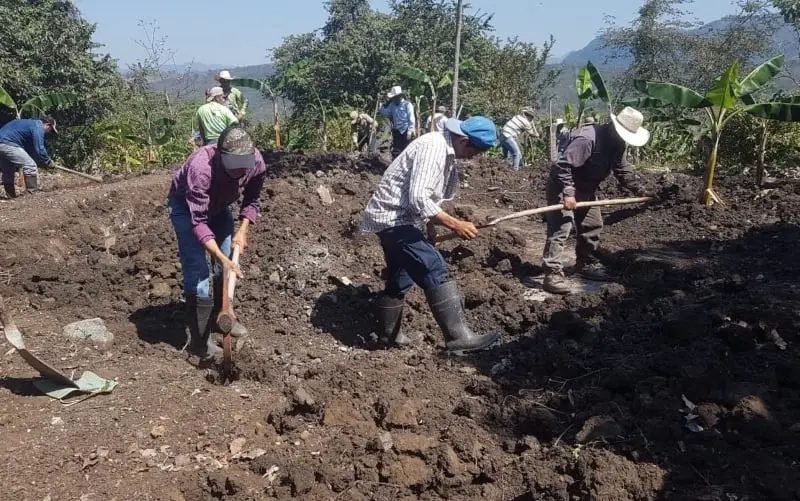 Aseguran que Sembrando Vida deforestaría suelos (@SemVidaMx)