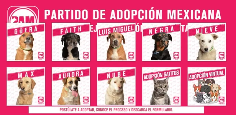 PAM es una plataforma para promover la adopción (Especial)