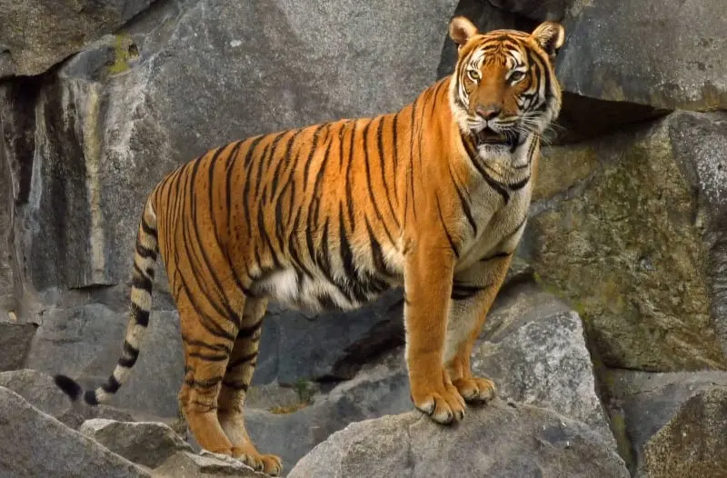 Animales en cautiverio también pueden padecerlo (Especial)
