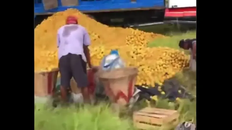 Los adultos llevaron hasta canastas para llevarse las naranjas (@_frankyjalisco_)