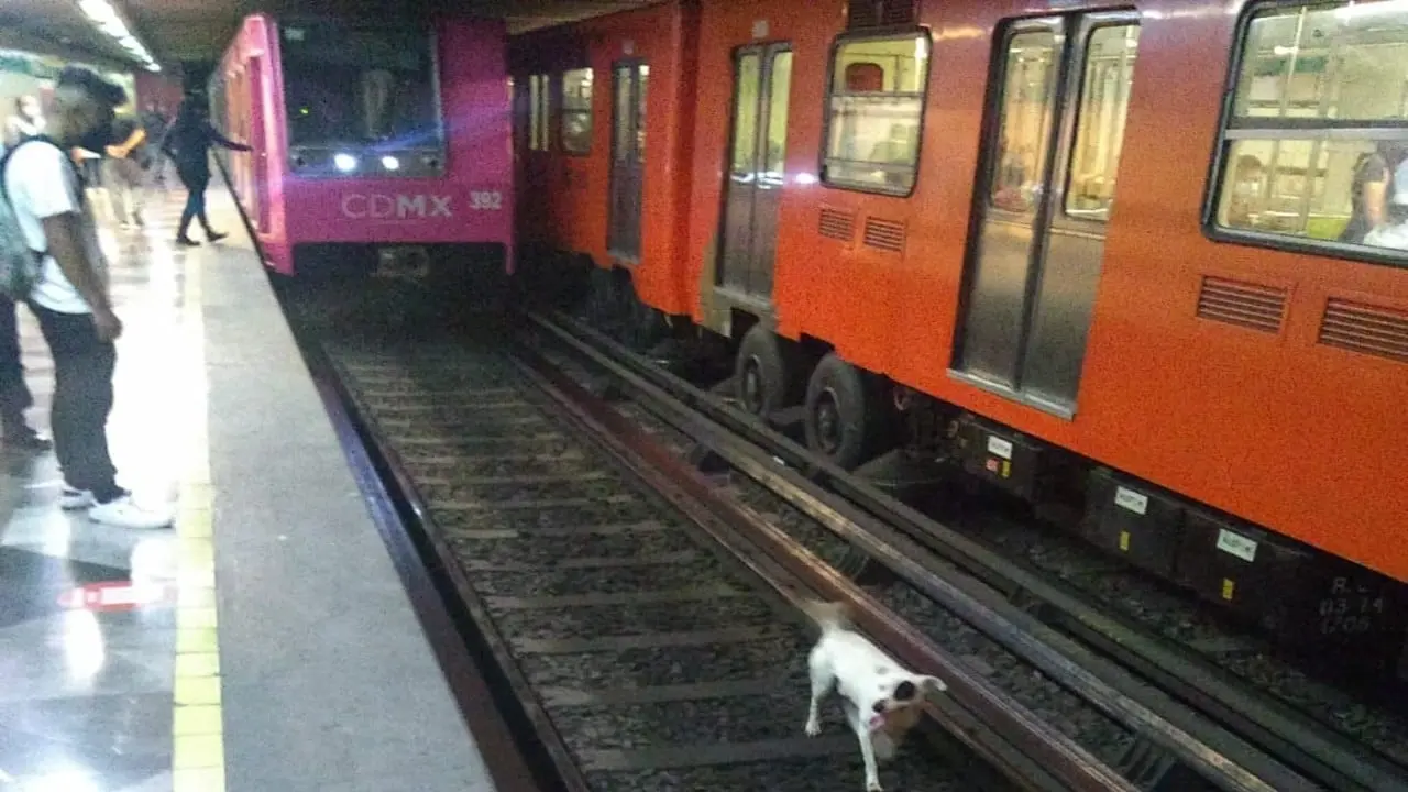 Perrito escapa de sus propietarios y cae a las vías del Metro. Foto: Metro.