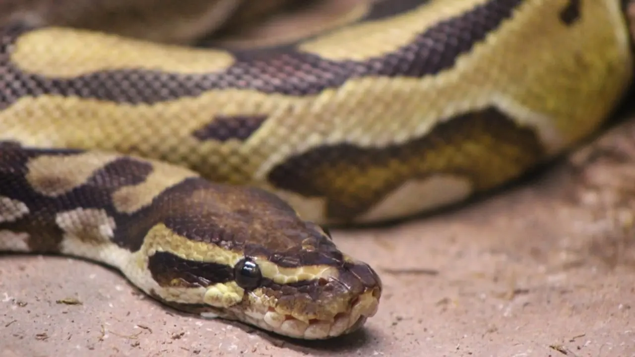 Hombre va al baño y serpiente lo ataca mientras estaba en la taza. Foto: especial.