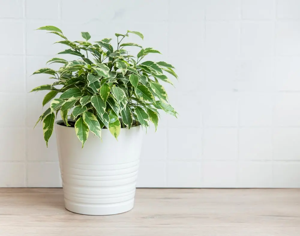 Foto: Shutterstock