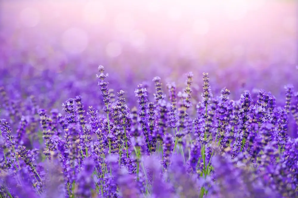 Lavanda Foto: Shutterstock