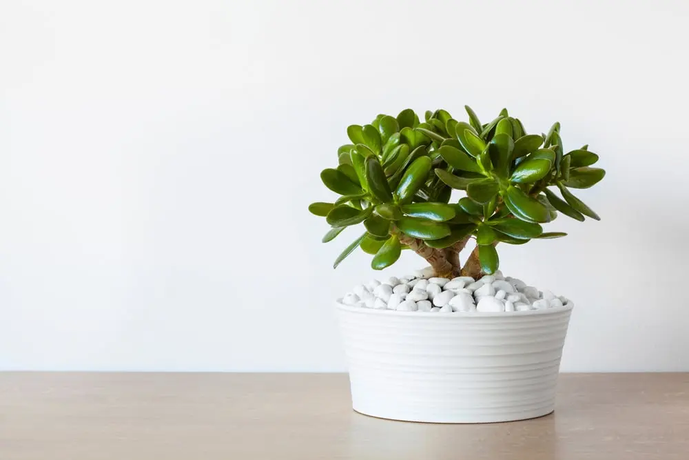 Árbol de jade Foto: Shutterstock