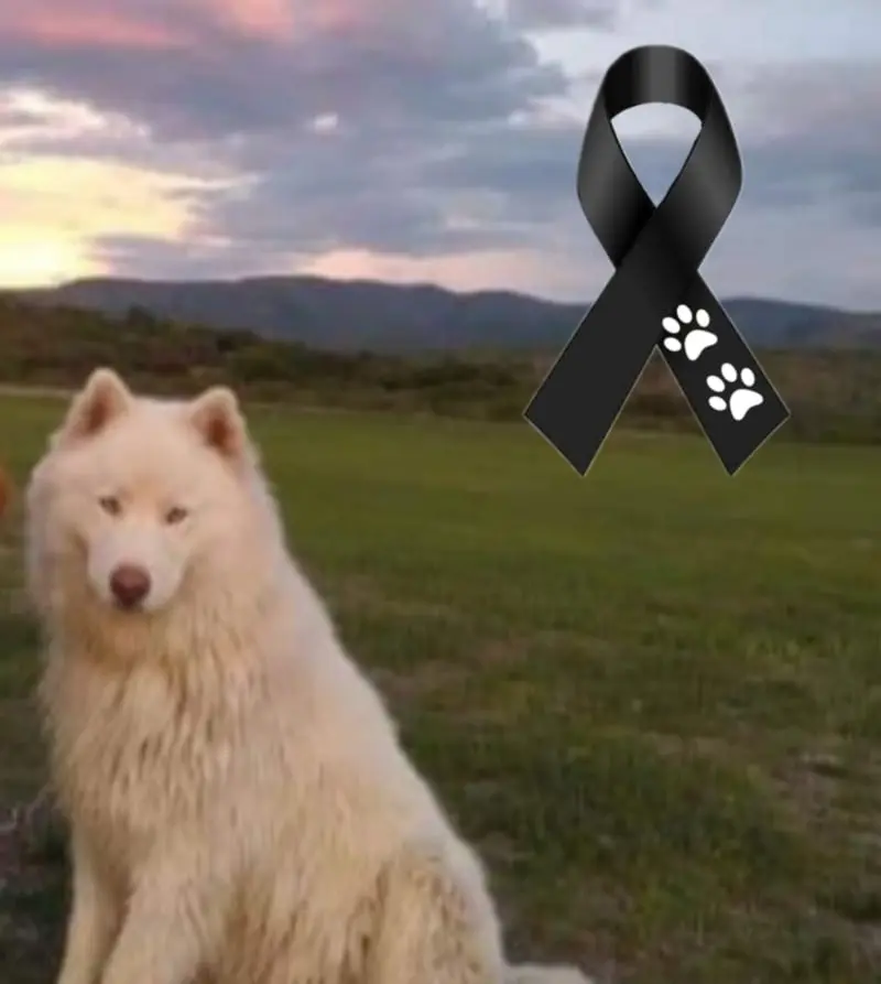 El agresor culpó a 'Alpha' de agredir a un ganso (Especial)