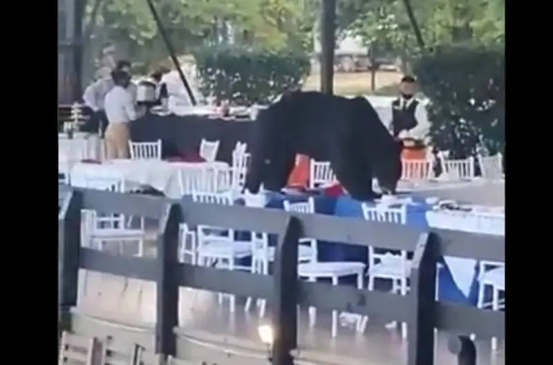 El oso negro se subió a una de las mesas (Especial)