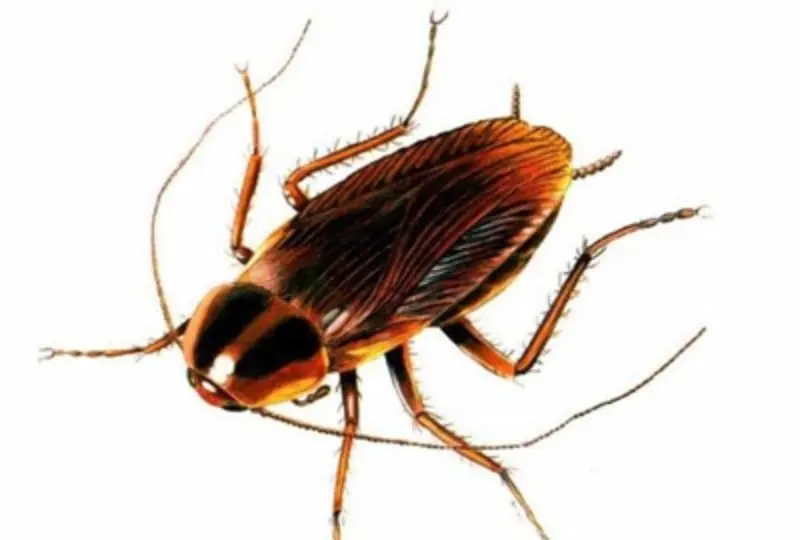 La cucaracha ayudan a que los suelos sean fértiles (udg.tv)