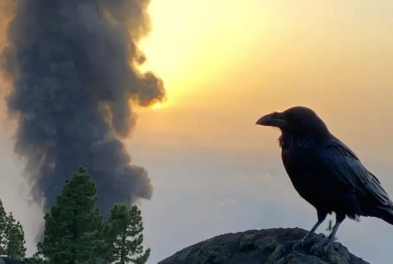 Manuel Nogales tomó esta fotografía de la erupción del volcán Cumbre Vieja (@IPNA_CSIC)