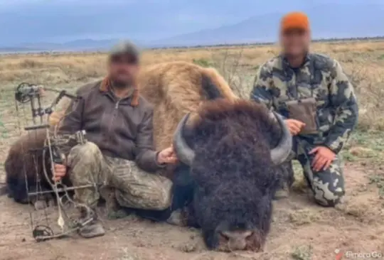 Indigna caza de bisontes en México; autoridades responden