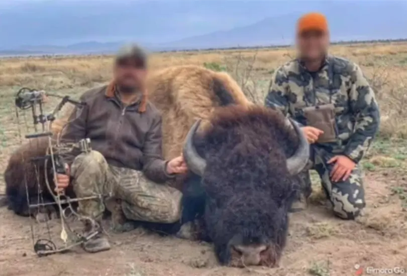 Indigna caza de bisontes en M&eacute;xico; autoridades responden