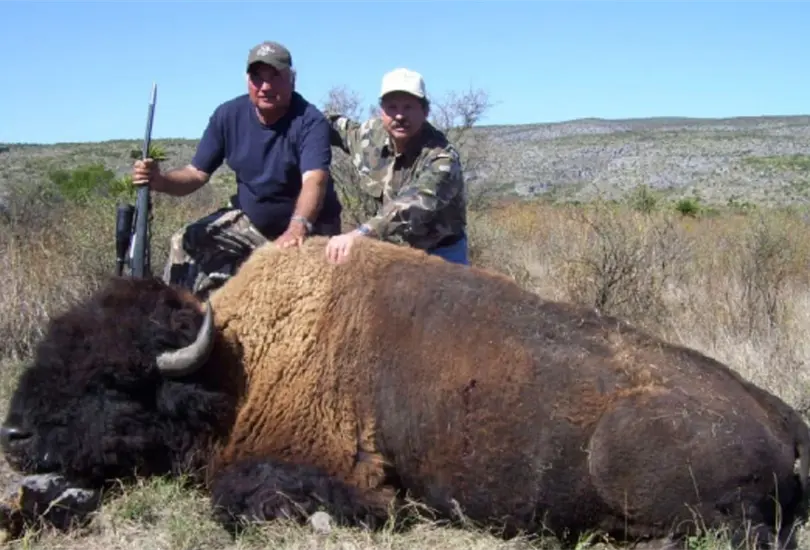 Denuncian al Rancho Buena Vista por no tener permiso para cazar bisontes